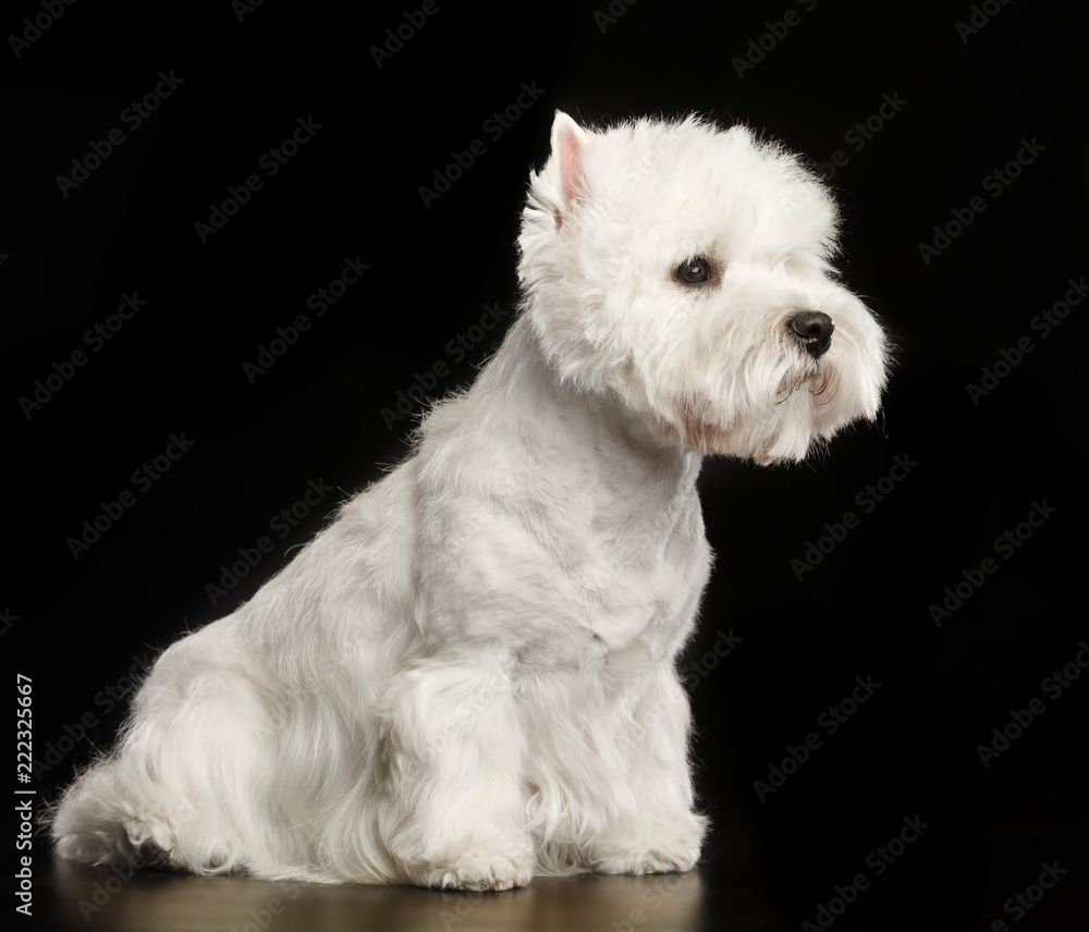 West highland white terrier Dog  Isolated  on Black Background in studio