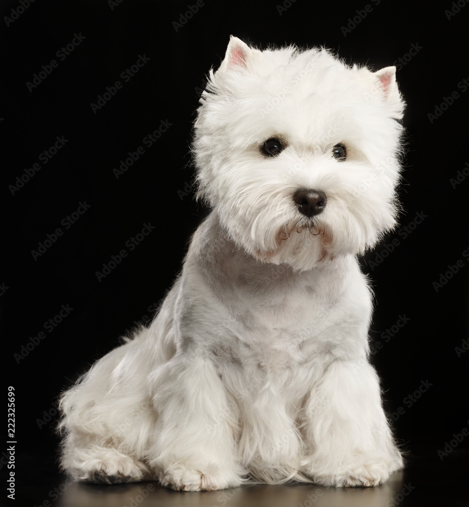 West highland white terrier Dog Isolated on Black Background in studio West highland white terrier Dog Isolated on Black Background in studio