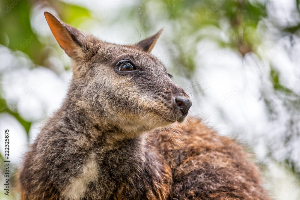 Close up of Wallaby