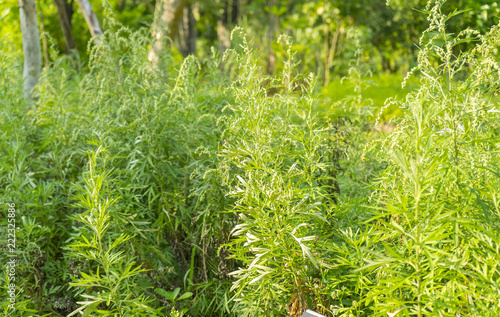 sweet wormwood, sweet annie, sweet sagewort or annual wormwood plant in garden photo