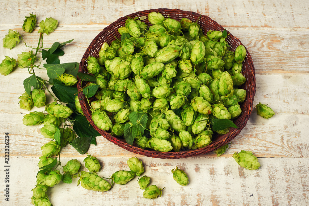 Hop cones on a wooden table . Brewing ingredient