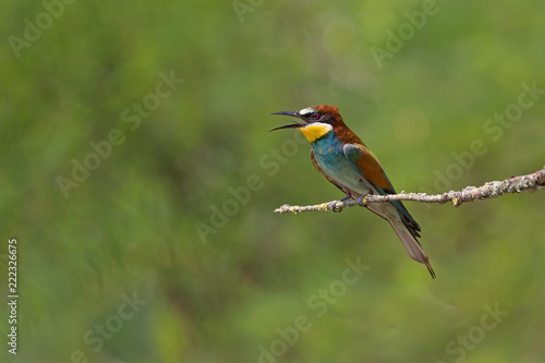 Giovane gruccione europeo (Merops apiaster)