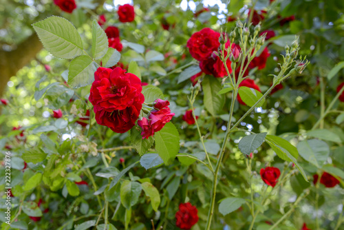 Roses in garden