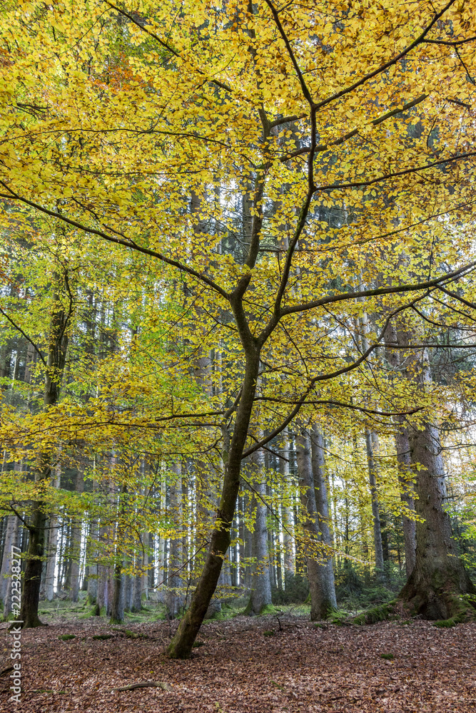 Beautiful autumn colored beech tree in a mixed Belgian forest