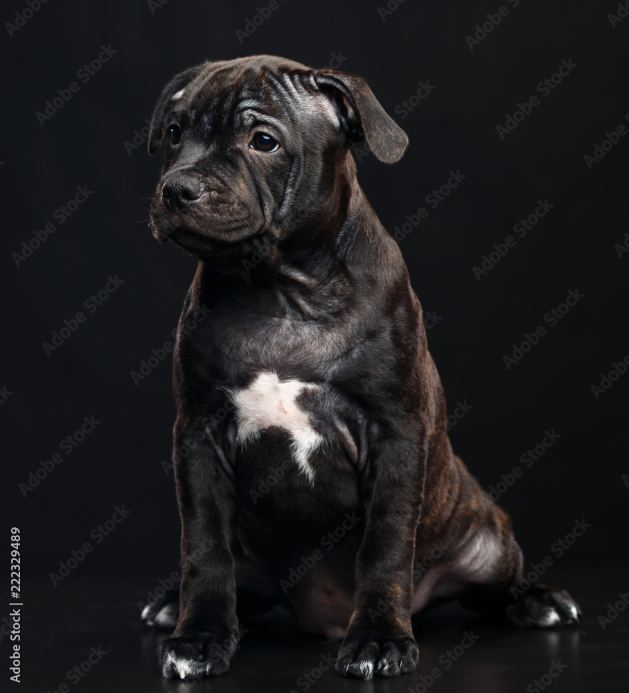 Obraz premium English Staffordshire Bull Terrier Dog Isolated on Black Background in studio