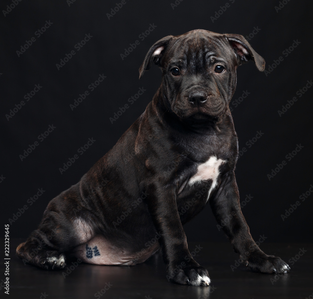 Fototapeta premium English Staffordshire Bull Terrier Dog Isolated on Black Background in studio
