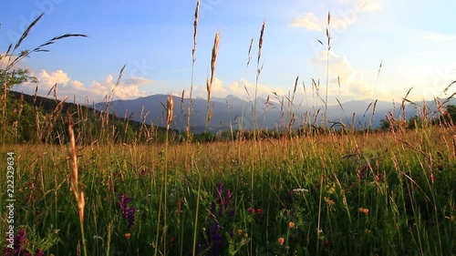 meadow of flowers and grass in summer and pyrenean landscape at sunset, Occitanie in the south of France
