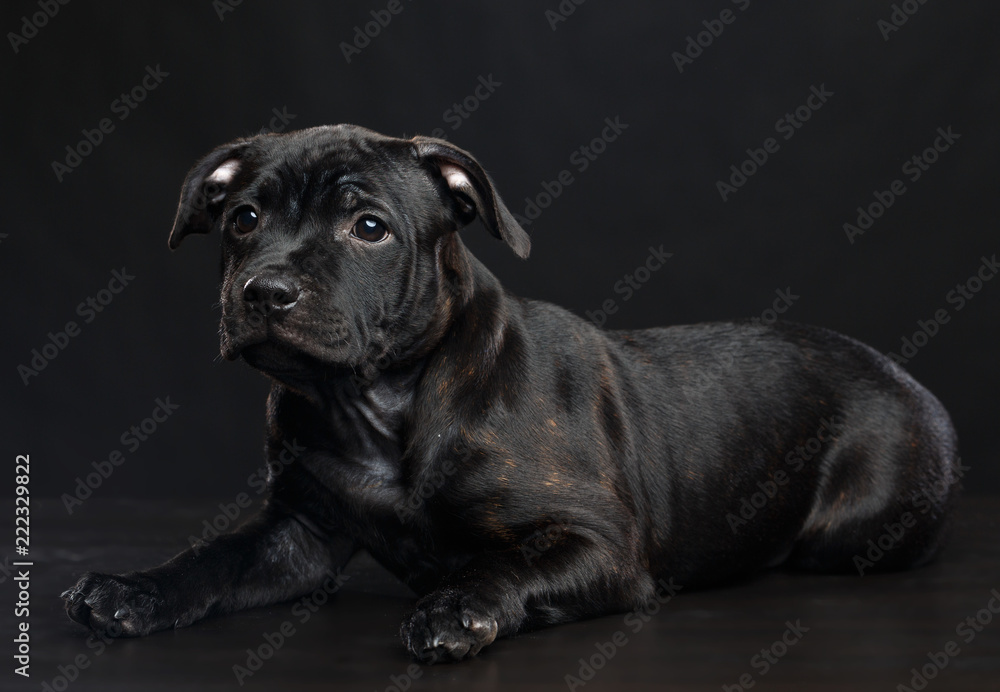 English Staffordshire Bull Terrier Dog Isolated on Black Background in studio English Staffordshire Bull Terrier Dog Isolated on Black Background in studio