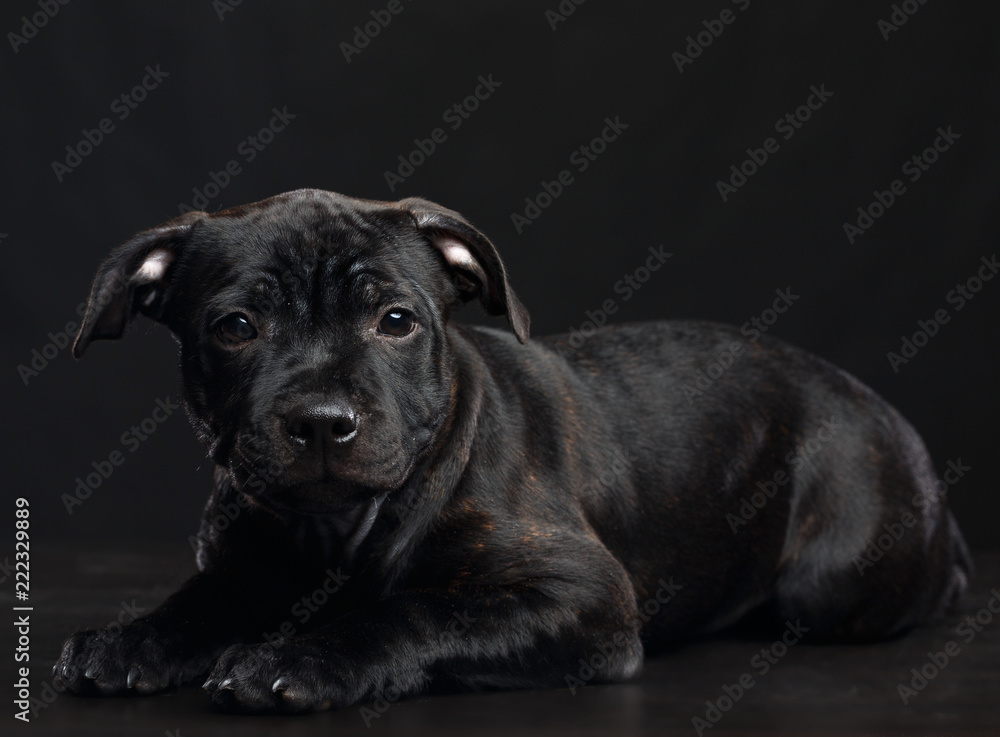 English Staffordshire Bull Terrier Dog Isolated on Black Background in studio English Staffordshire Bull Terrier Dog Isolated on Black Background in studio