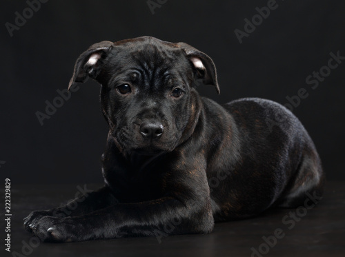 English Staffordshire Bull Terrier Dog Isolated on Black Background in studio