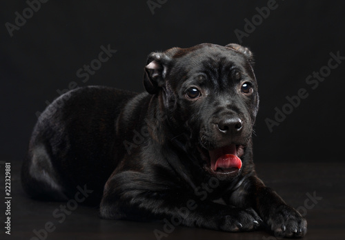 Fototapeta Naklejka Na Ścianę i Meble -  English Staffordshire Bull Terrier Dog  Isolated  on Black Background in studio
