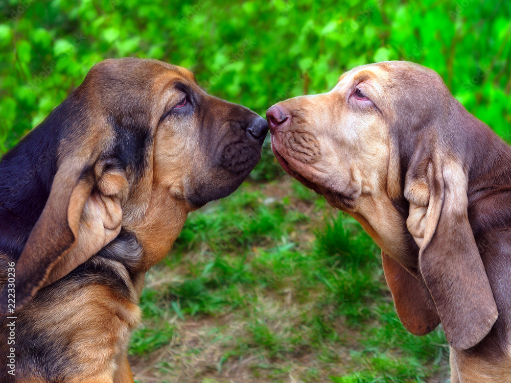 Two Bloodhound puppies - obrazy, fototapety, plakaty 
