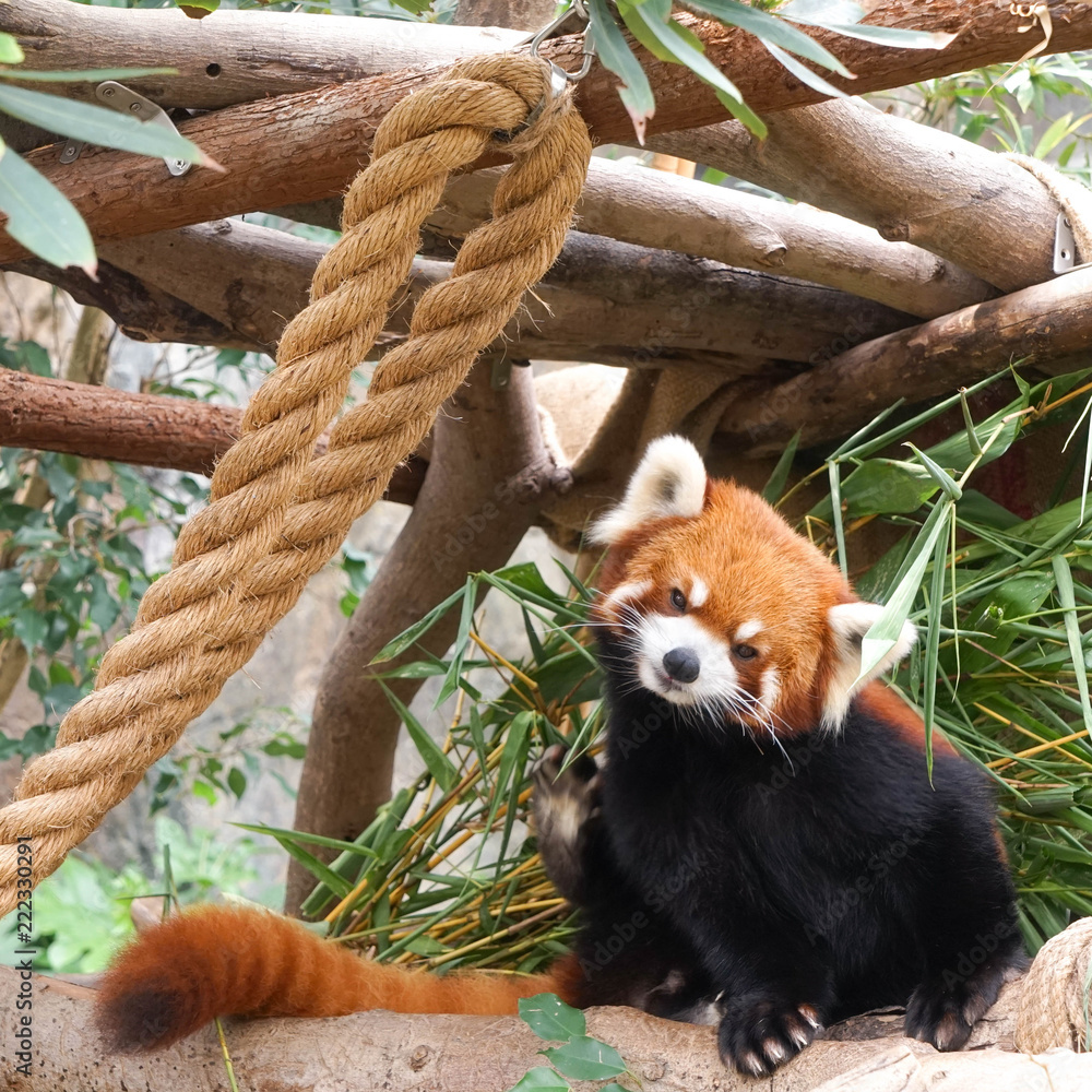 Fototapeta premium Red Panda or lesser panda (Ailurus fulgens)