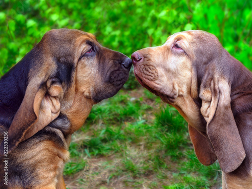 Two Bloodhound puppies photo