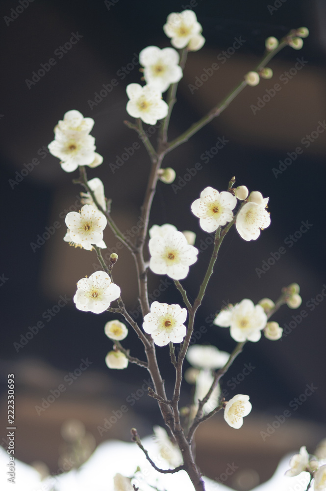 Blossom Blossom