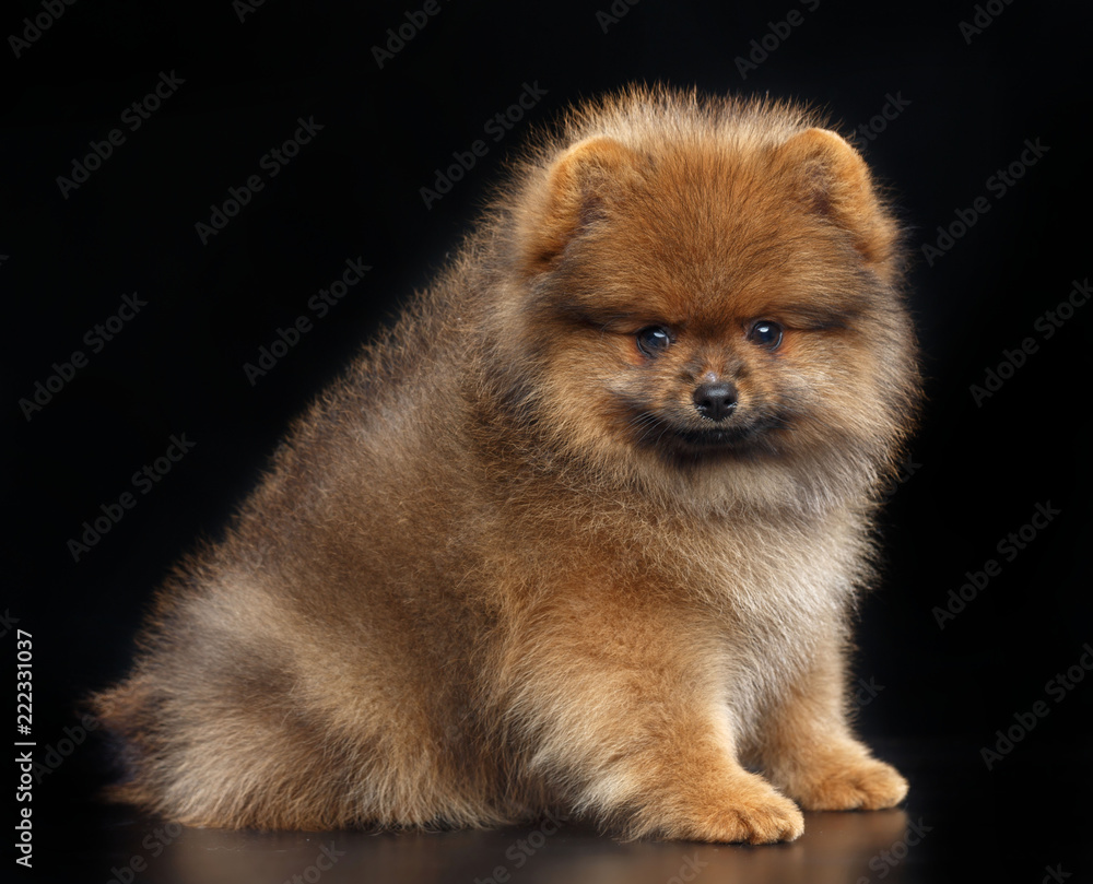 Obraz premium Pomeranian spitz Dog on Isolated Black Background in studio