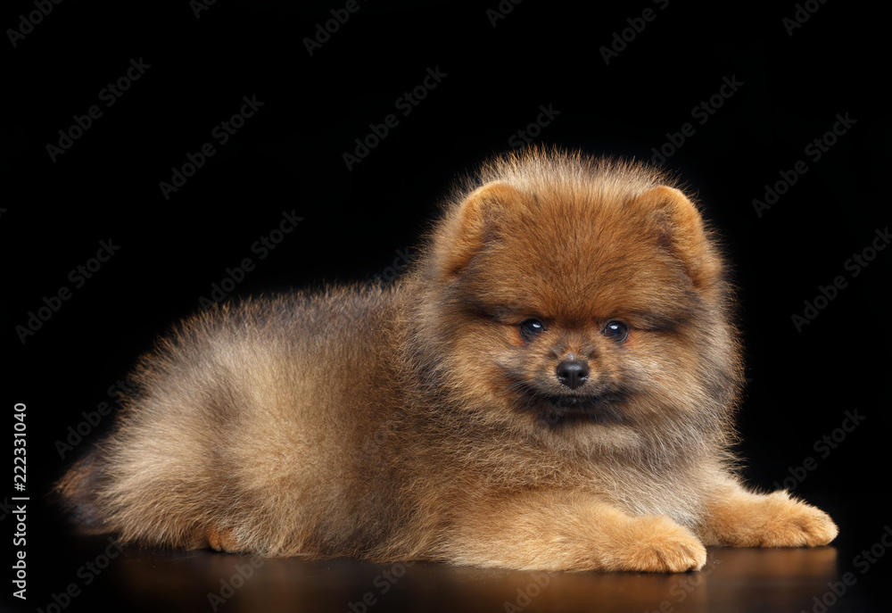 Obraz premium Pomeranian spitz Dog on Isolated Black Background in studio