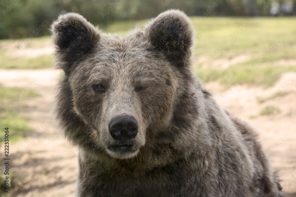 Obraz premium Europese bruine beer knipoogt