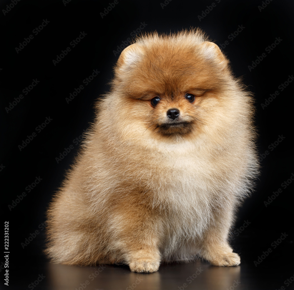 Pomeranian spitz Dog on Isolated Black Background in studio Pomeranian spitz Dog on Isolated Black Background in studio