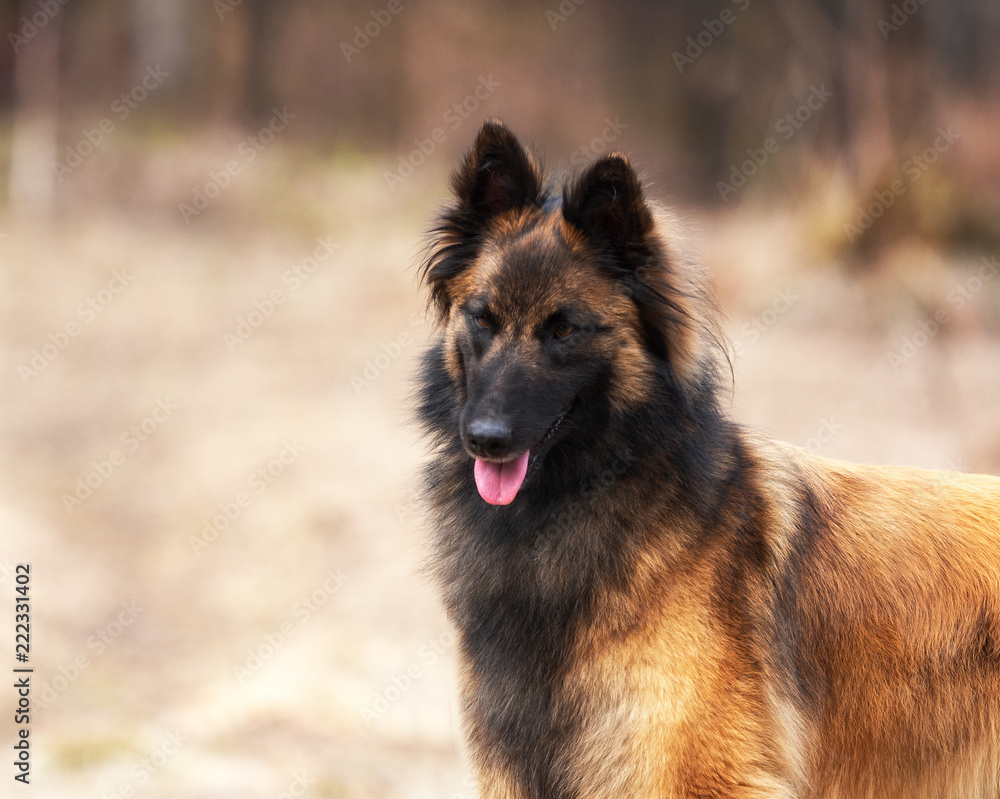 Belgian shepherd in the autumn forest. Belgian shepherd in the autumn forest.