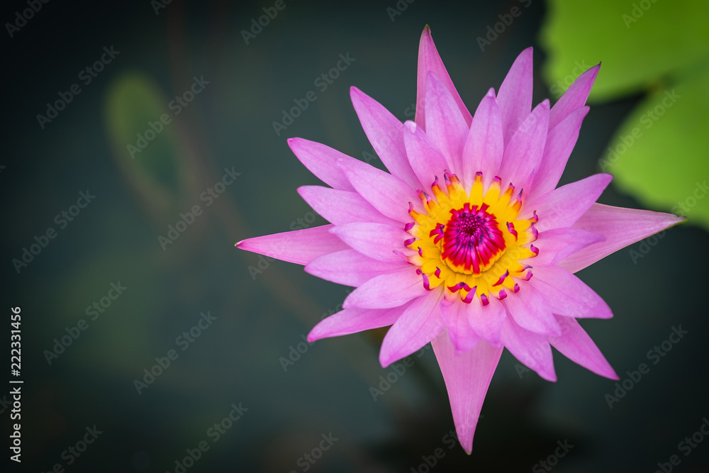 Lotus in the basin beautiful Lotus in the basin beautiful