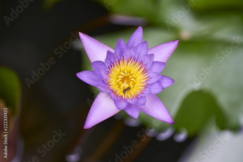 Purple lotus with bee close up