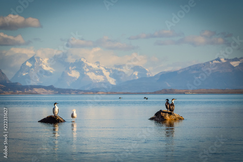 Cormorant and seagull land in a rock in Puerto Natales