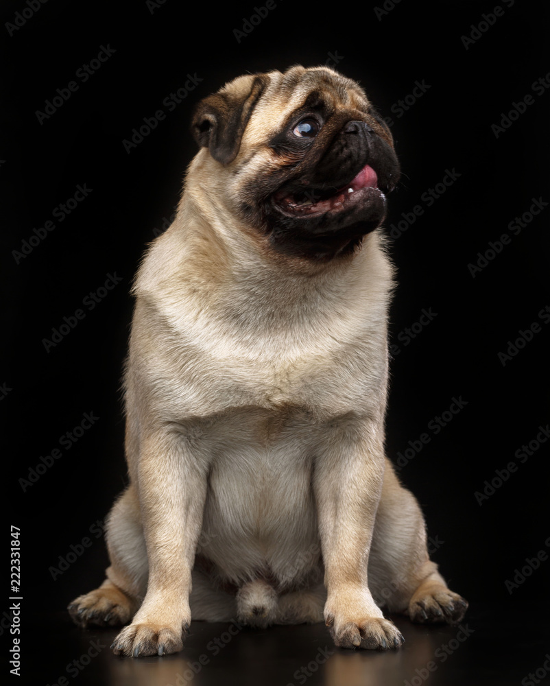 Fototapeta premium Pug dog on Isolated Black Background in studio