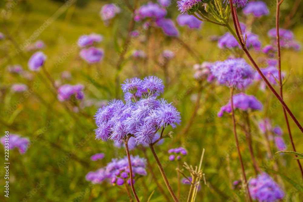 purple flowers in field purple flowers in field