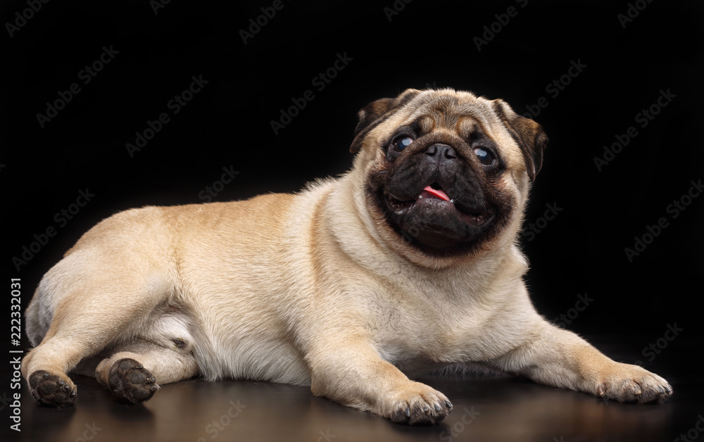 Pug dog on Isolated Black Background in studio Pug dog on Isolated Black Background in studio