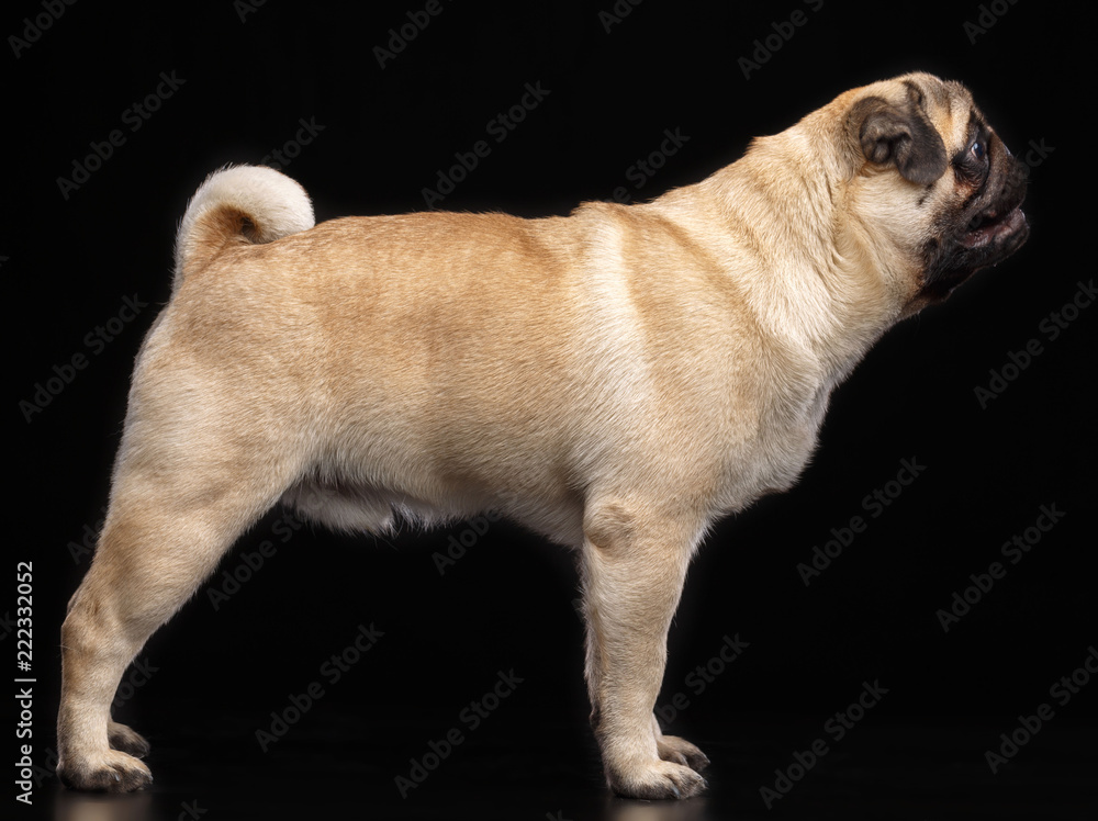 Pug dog on Isolated Black Background in studio