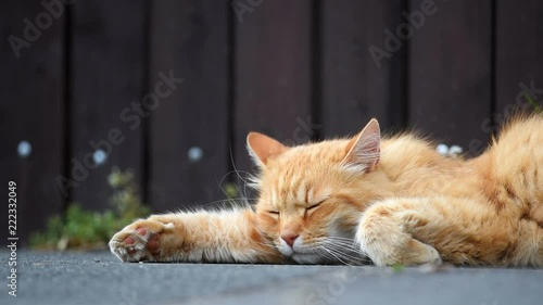 Ginger cat lying on the street.