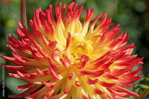 Fototapeta Naklejka Na Ścianę i Meble -  Rot und gelb blühende Dahlie, Dahlias