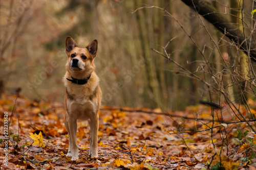 Autumnal dog walk.