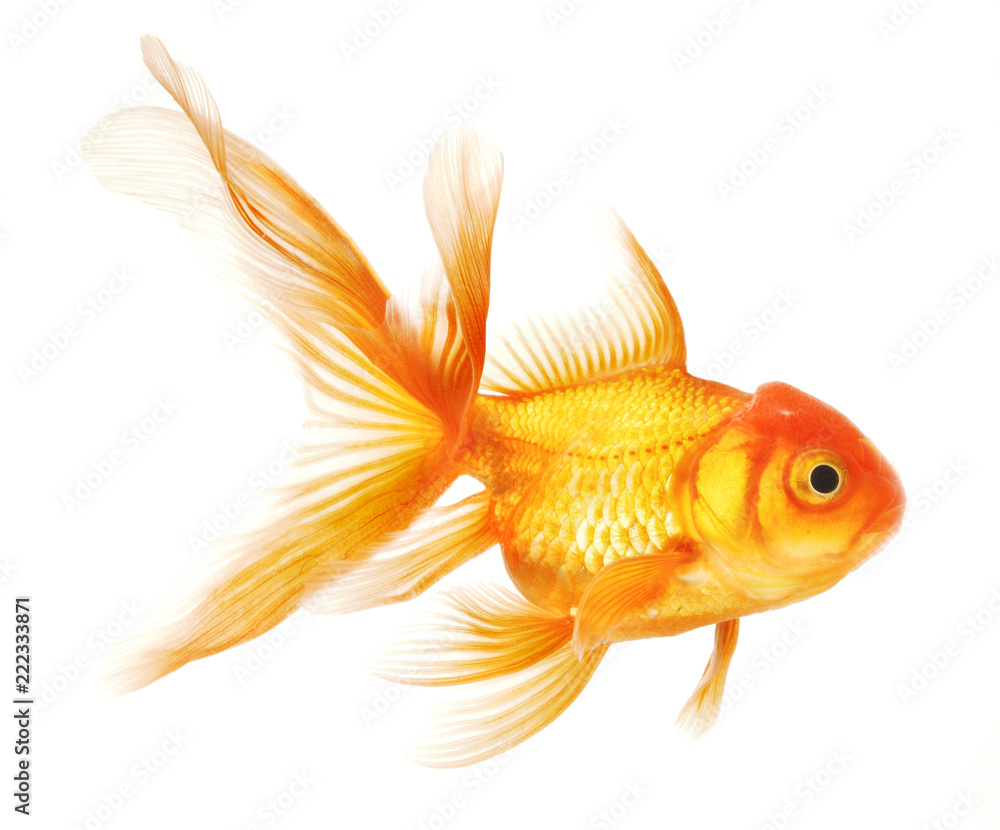Fototapeta premium Goldfish isolated on white background