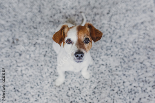 portrait of a cute small dog sitting on the floor and looking at the camera. Pets indoors, home or studio, lifestyle. Top view