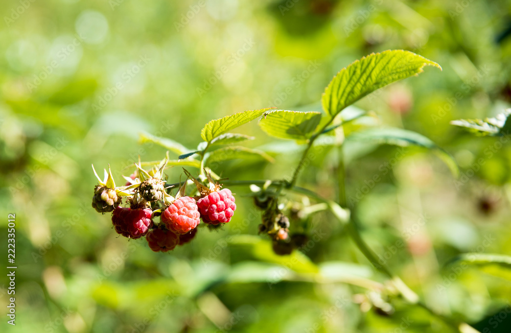 Ripe raspberries on raspberry bushes in nature Ripe raspberries on raspberry bushes in nature