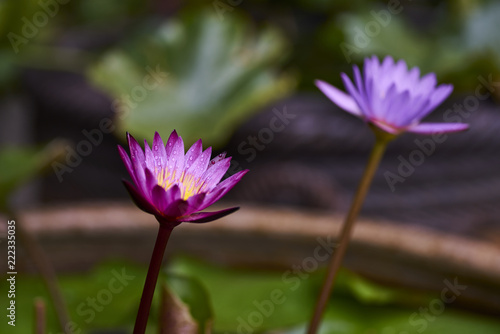 Purple lotus flower with bee close up