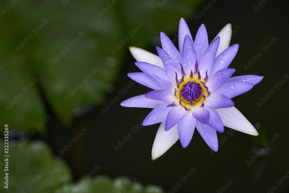 Purple lotus flower with bee close up Purple lotus flower with bee close up