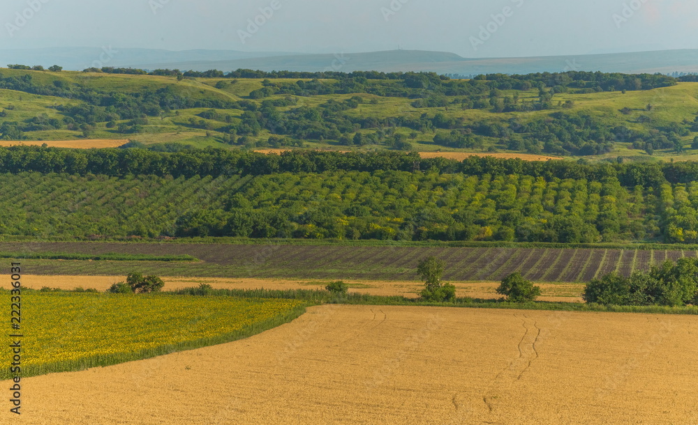 Fruit gardens. Green fields. Agricultural landscape. Cherry, apple. Harvest. South of Russia. Geometry of fields.