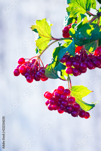 A branch of a guelder rose with leaves on a light blue background on a clear, light day_