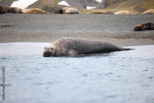 Cute penguins, seals, sea lions and elephant seals are lounging together in Antarctica