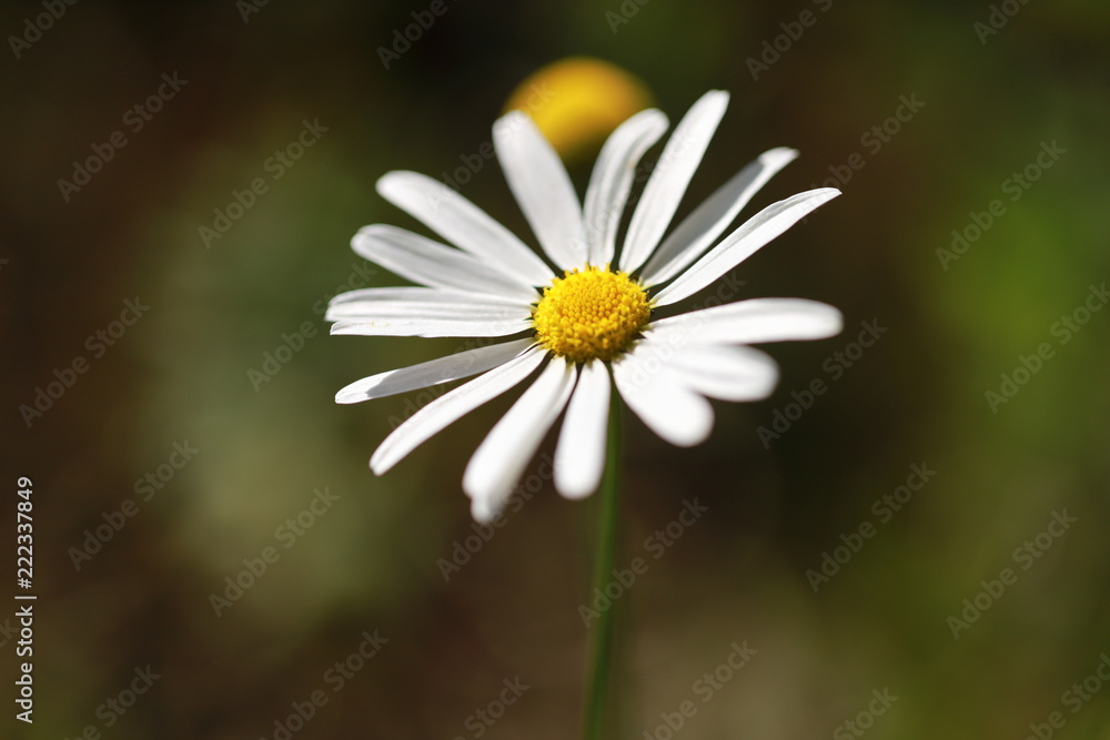 Camomile flower closeup and yellow camomile head on green nature background Camomile flower closeup and yellow camomile head on green nature background