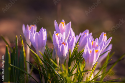 Beautiful spring flowers in the grass shot with macro lens