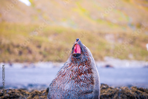 Cute penguins, seals, sea lions and elephant seals are lounging together in Antarctica