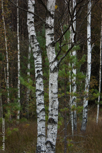 White thin trunks birch against the background of the autumn forest on a cloudy day.
