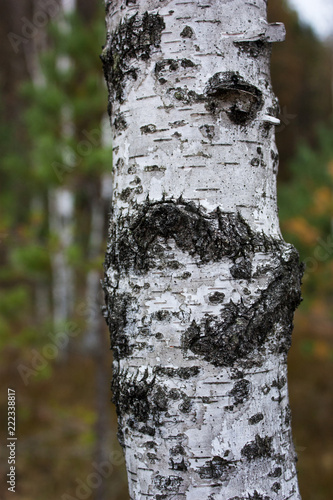 White trunk of a birch close-up against a background of an autumn birch forest.