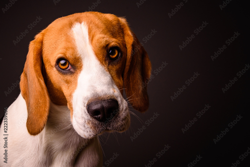 Beagle dog portrait on a black background isolated studio closeup detail like painting Beagle dog portrait on a black background isolated studio closeup detail like painting