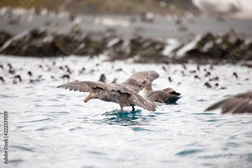 Portrait shots of different species of birds in Antarctica