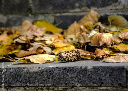  leaf fall